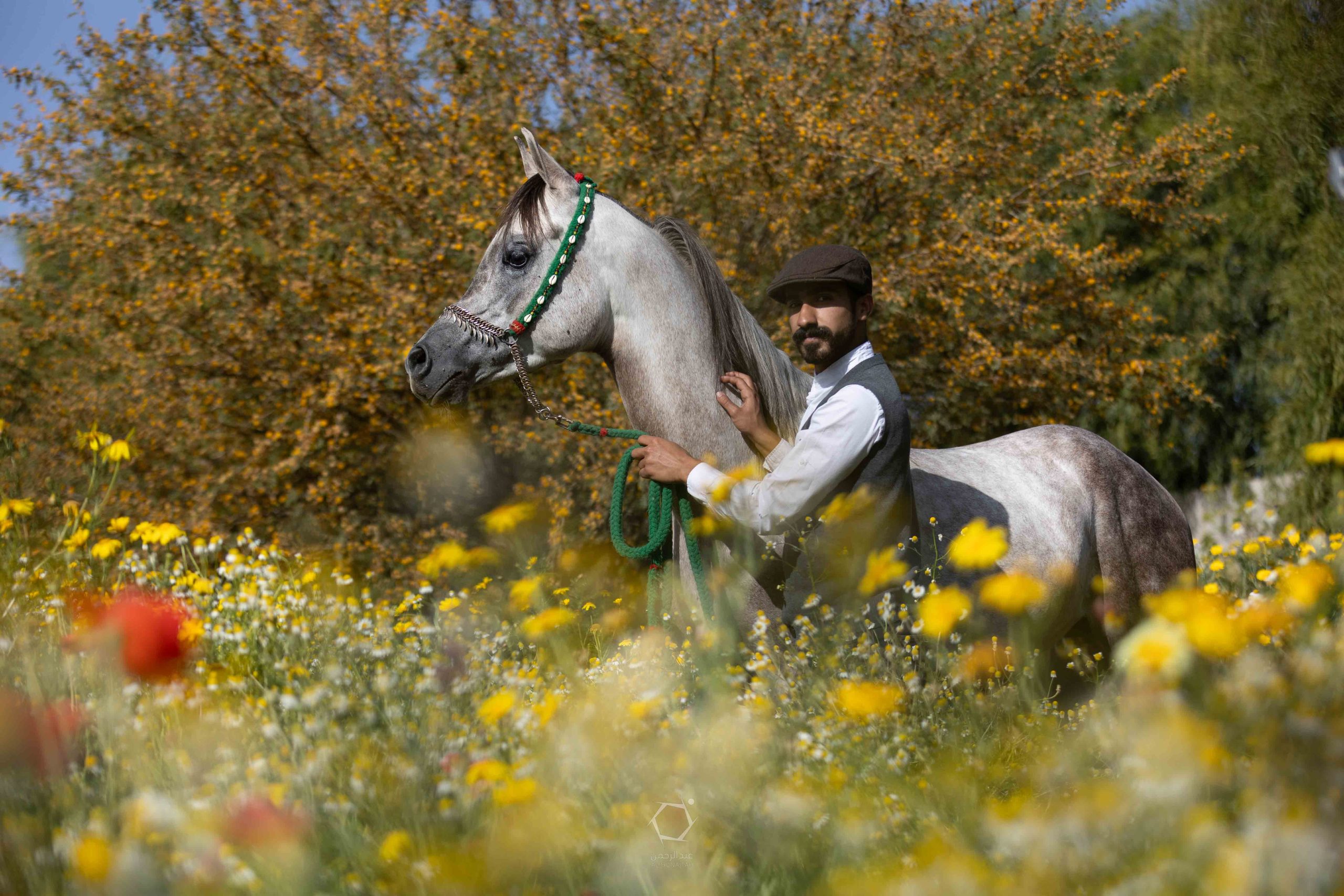 صور الخيل بالمحمية